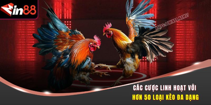 Đá Gà Đỉnh Cao Tại Min88 - Cược Nhanh, Thắng Lớn 2 Các cược linh hoạt với hơn 50 loại kèo đa dạng