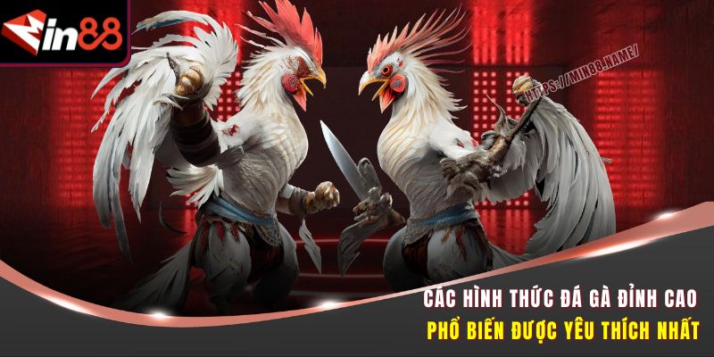 Đá Gà Đỉnh Cao Tại Min88 - Cược Nhanh, Thắng Lớn 3 Các hình thức đá gà đỉnh cao phổ biến được yêu thích nhất