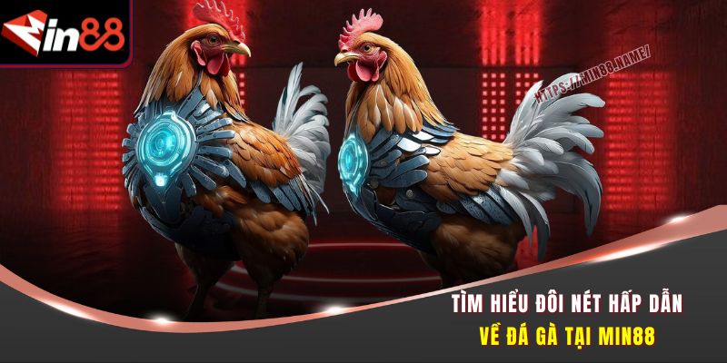 Đá Gà Đỉnh Cao Tại Min88 - Cược Nhanh, Thắng Lớn 1 Tìm hiểu đôi nét hấp dẫn về đá gà tại Min88